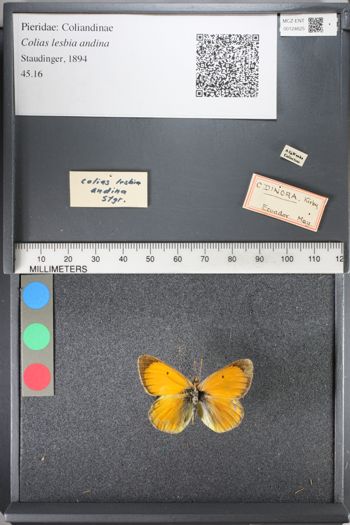 Media type: image;   Entomology 124625